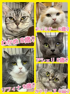 🐾今日の里親様募集中ニャンコ🐱メンバーです🐾2023,6,11【保護犬カフェ天神橋店】